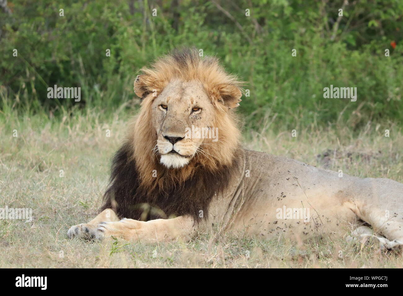 Big lion with black mane in the savannah, Masai Mara National Park, Kenya. Stock Photo