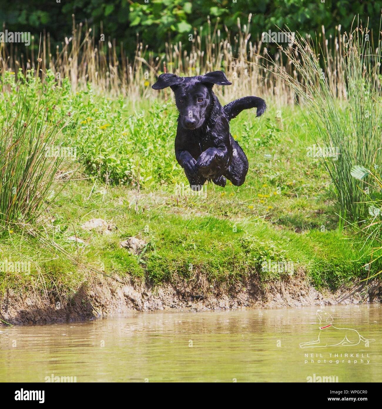 Black Labrador Jumping Into Lake Stock Photo Alamy