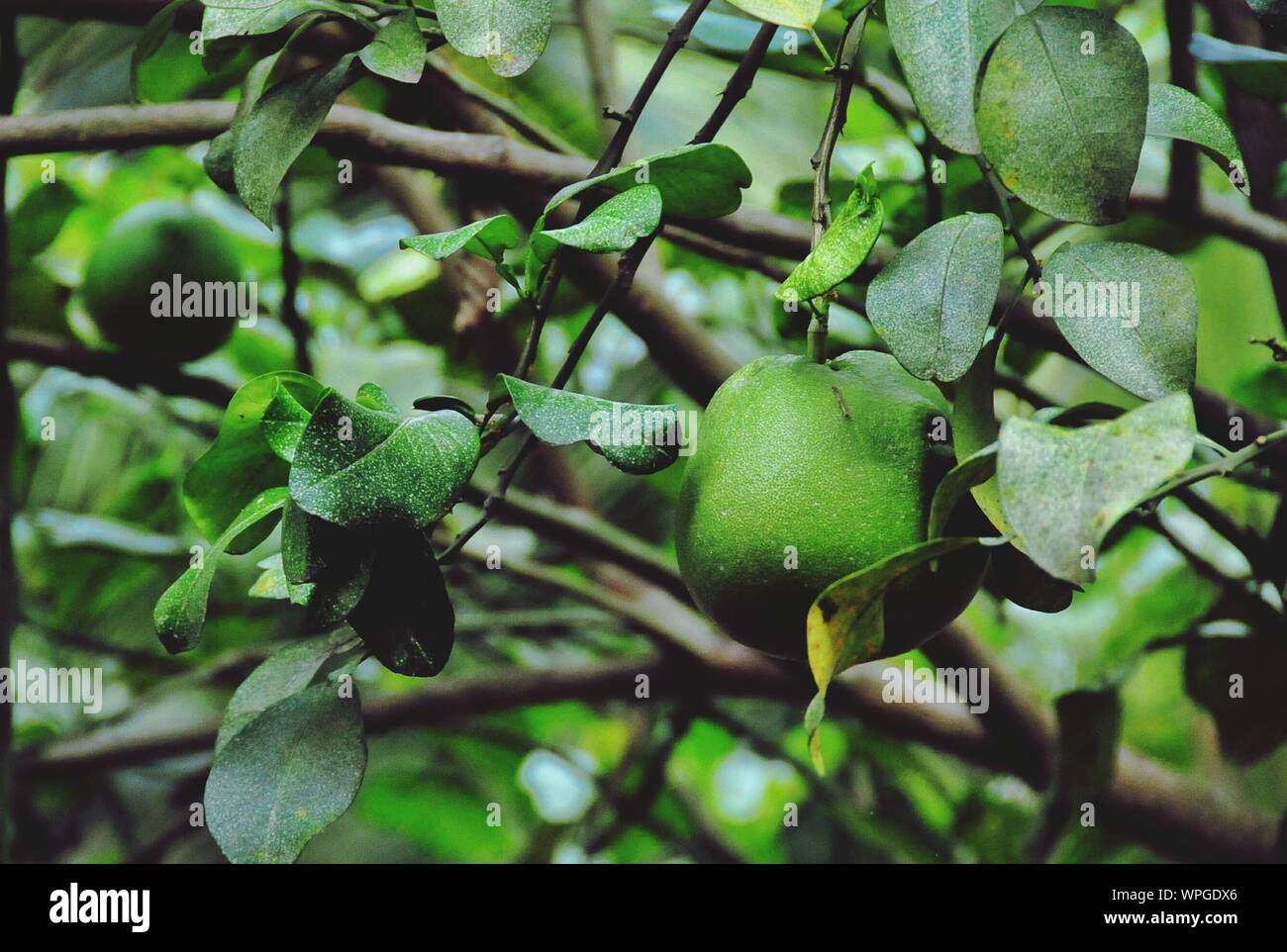 Pomelo tree hires stock photography and images Alamy