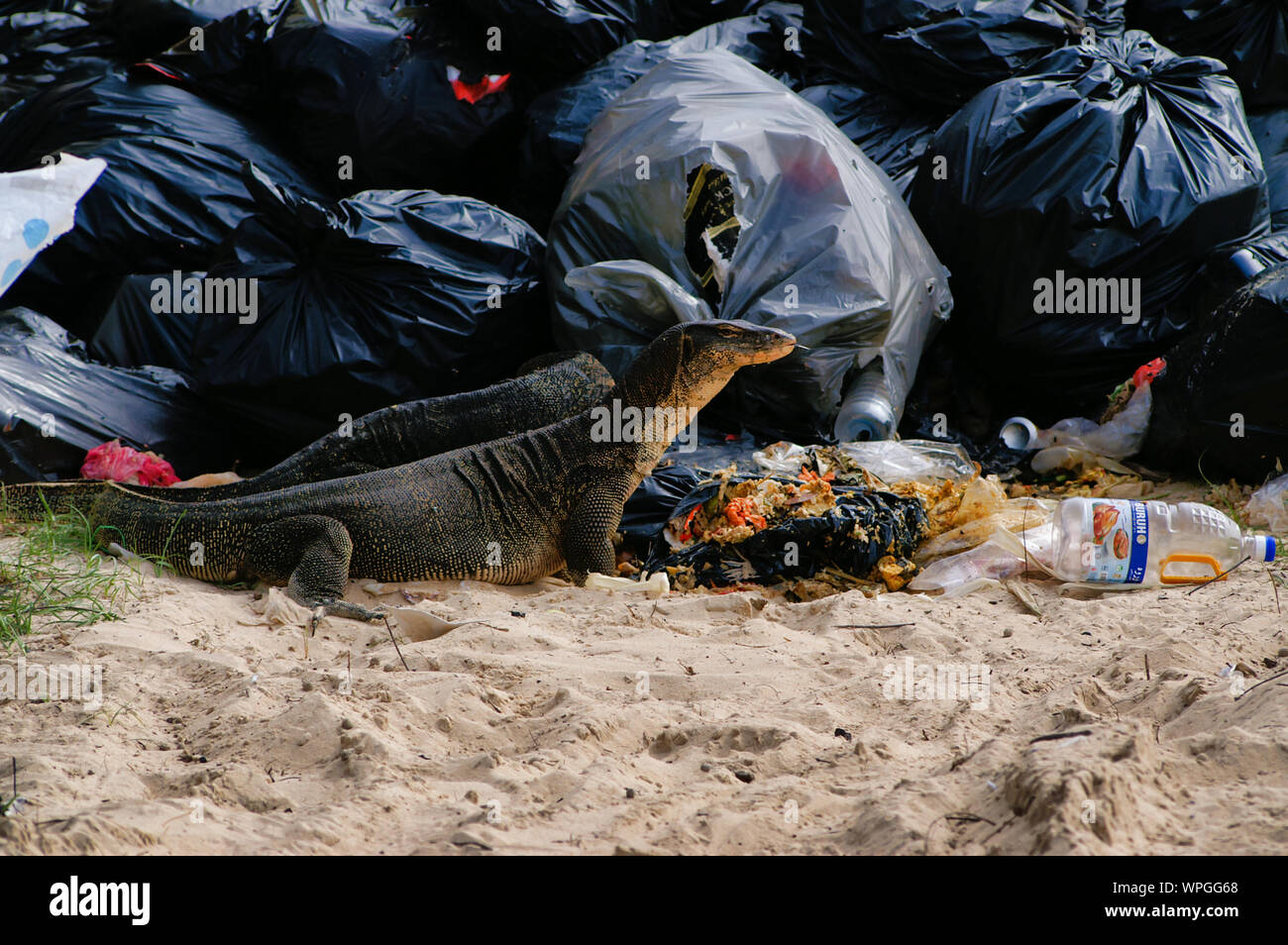 Huge 2 Meters Reptiles Varans Are Eating Garbage/discarded Food From Restaurant. Stock Photo