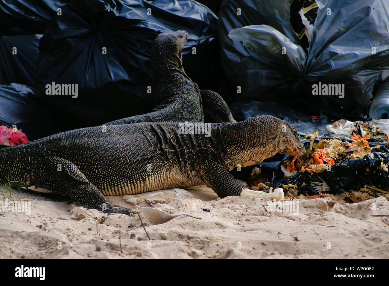 Huge 2 Meters Reptiles Varans Are Eating Garbage/discarded Food From Restaurant. Stock Photo