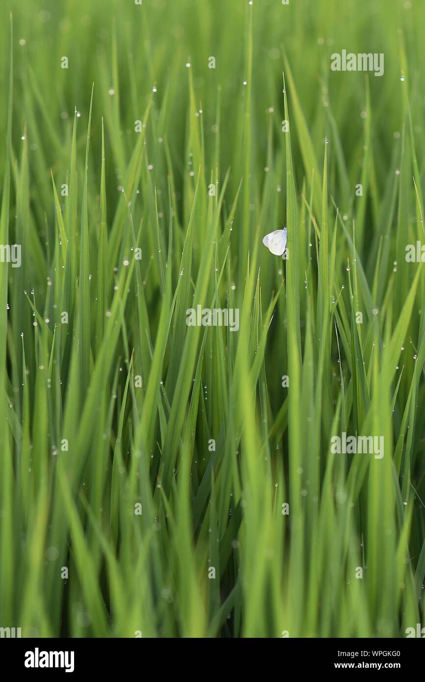 Full Frame Shot Of Rice Paddy Stock Photo
