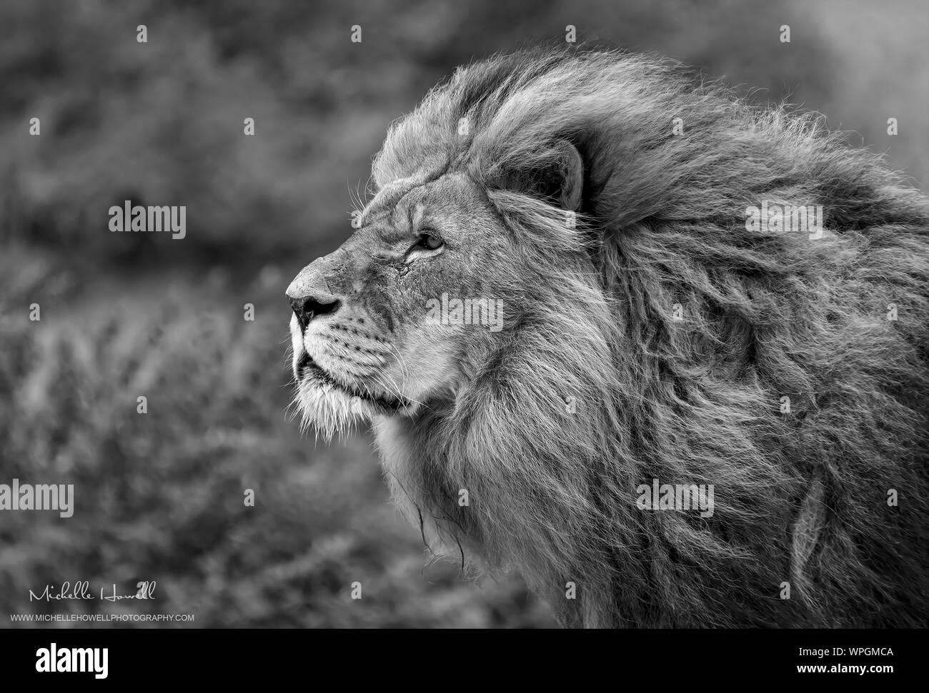Male African Lion (Panthera Leo) Stock Photo