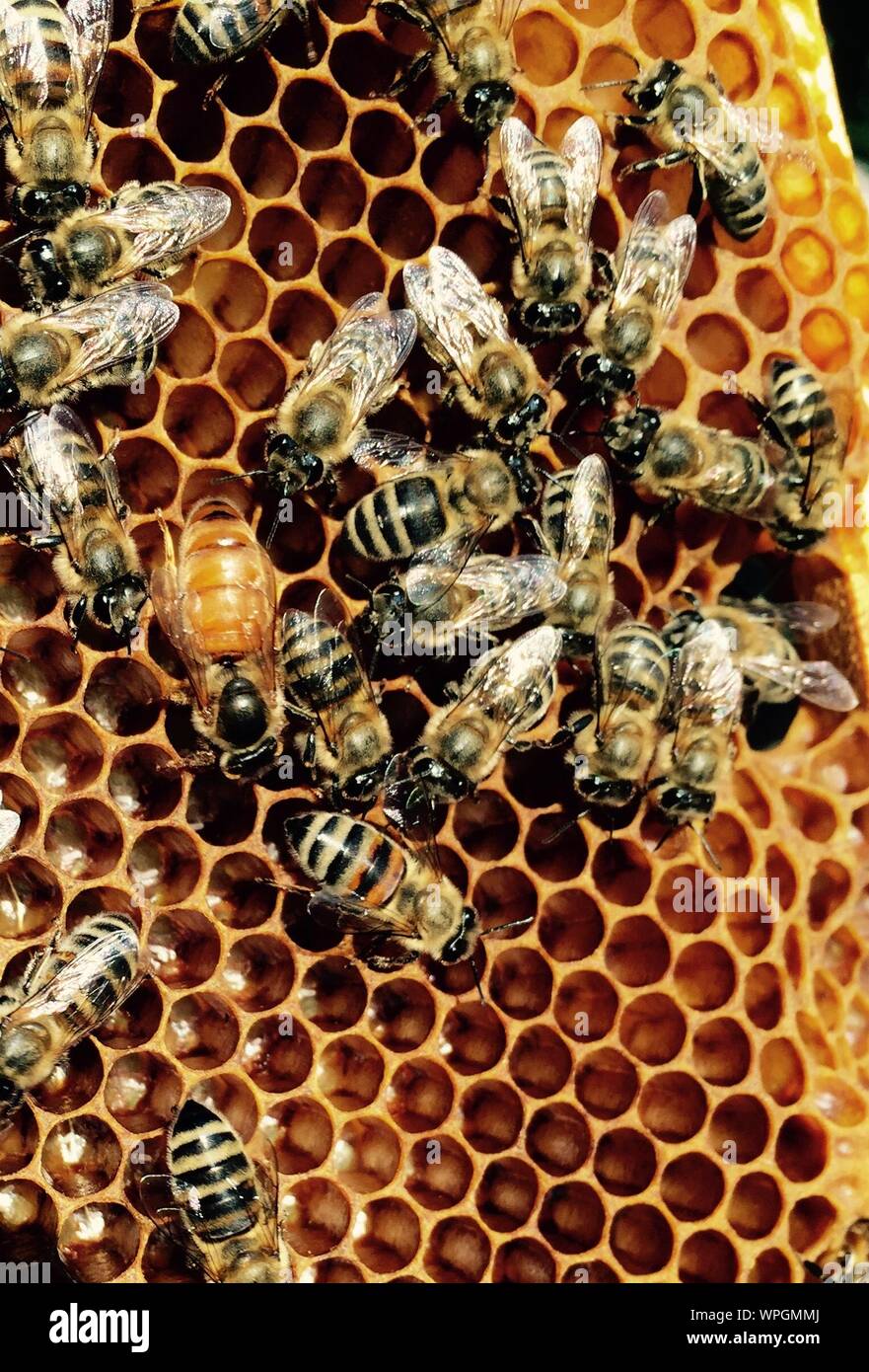 Honeycomb and bees hi-res stock photography and images - Alamy