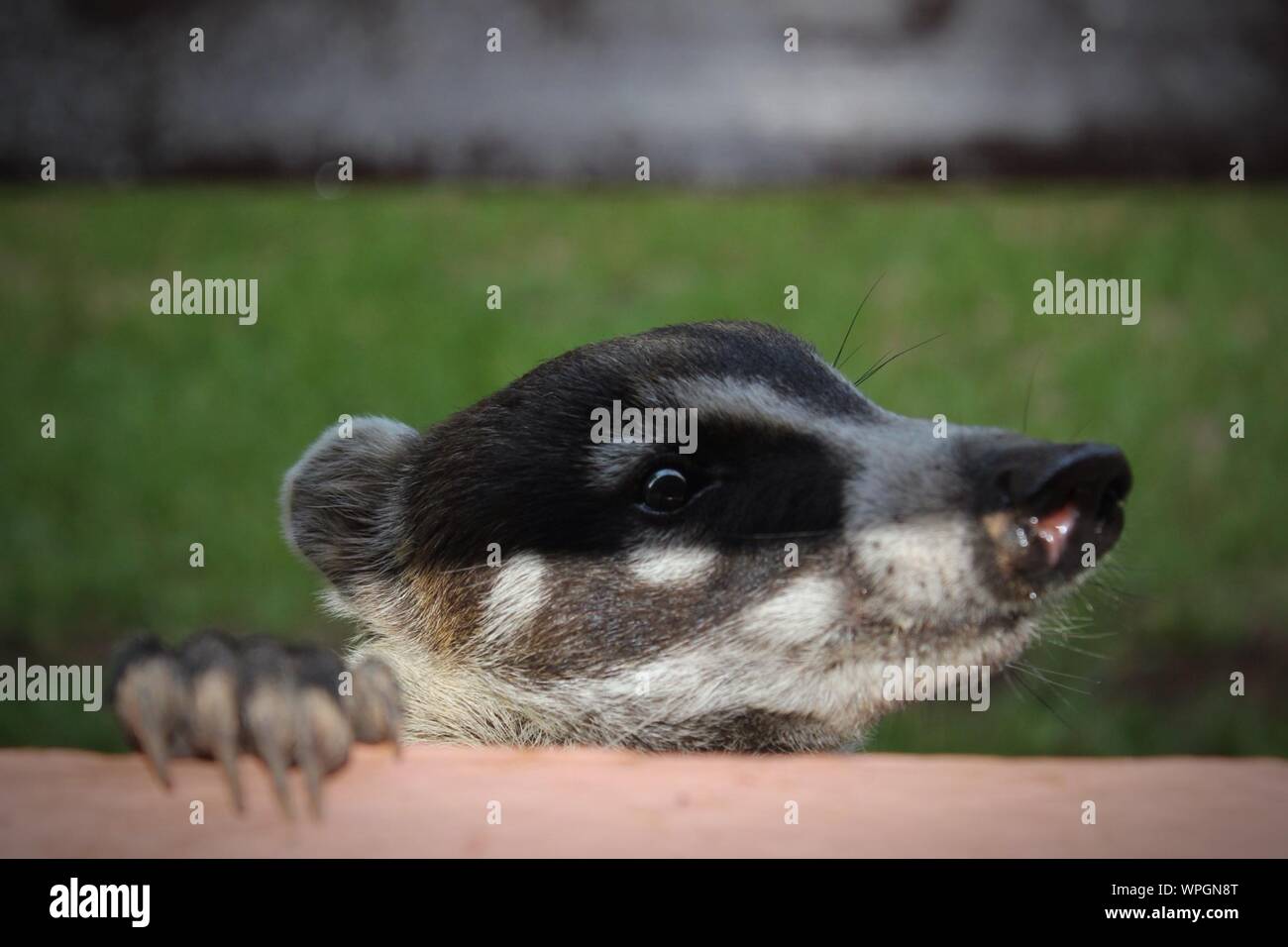 Badger Head High Resolution Stock Photography and Images - Alamy