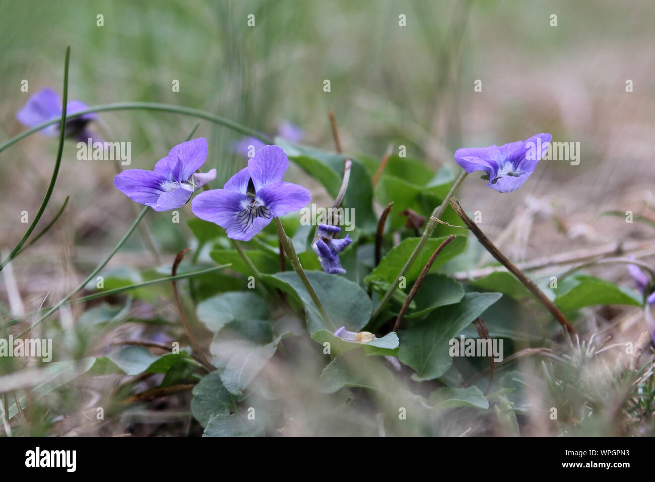 Dainty little Blue Violets are a charming and cheerful wildflower Stock Photo