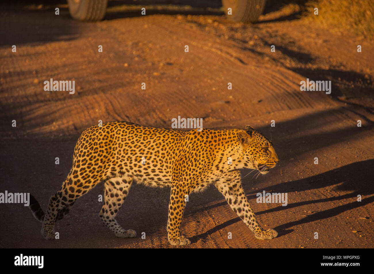 Leopard Side Side view leopard walking hi-res stock photography and images - Alamy