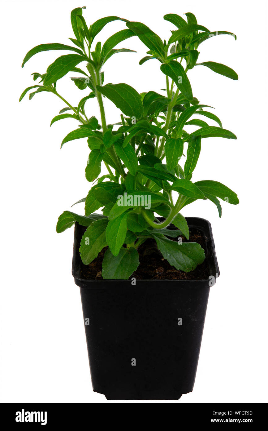 Isolated potted candyleaf (Stevia rebaudiana) herb plant Stock Photo