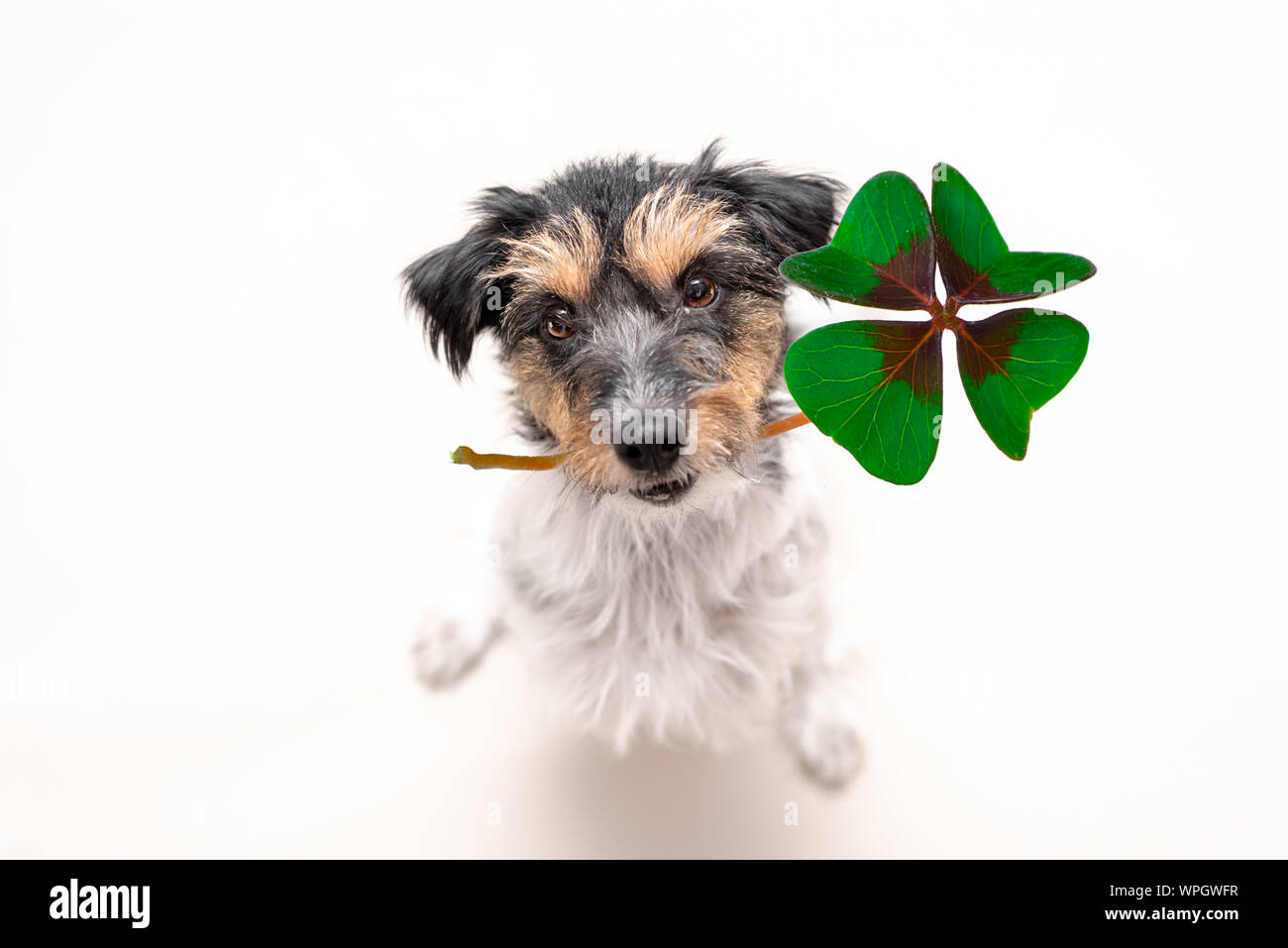 Cute Jack Russell Terrier dog is holding a four-leaf clover lucky