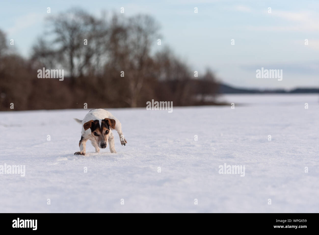 dog cold feet
