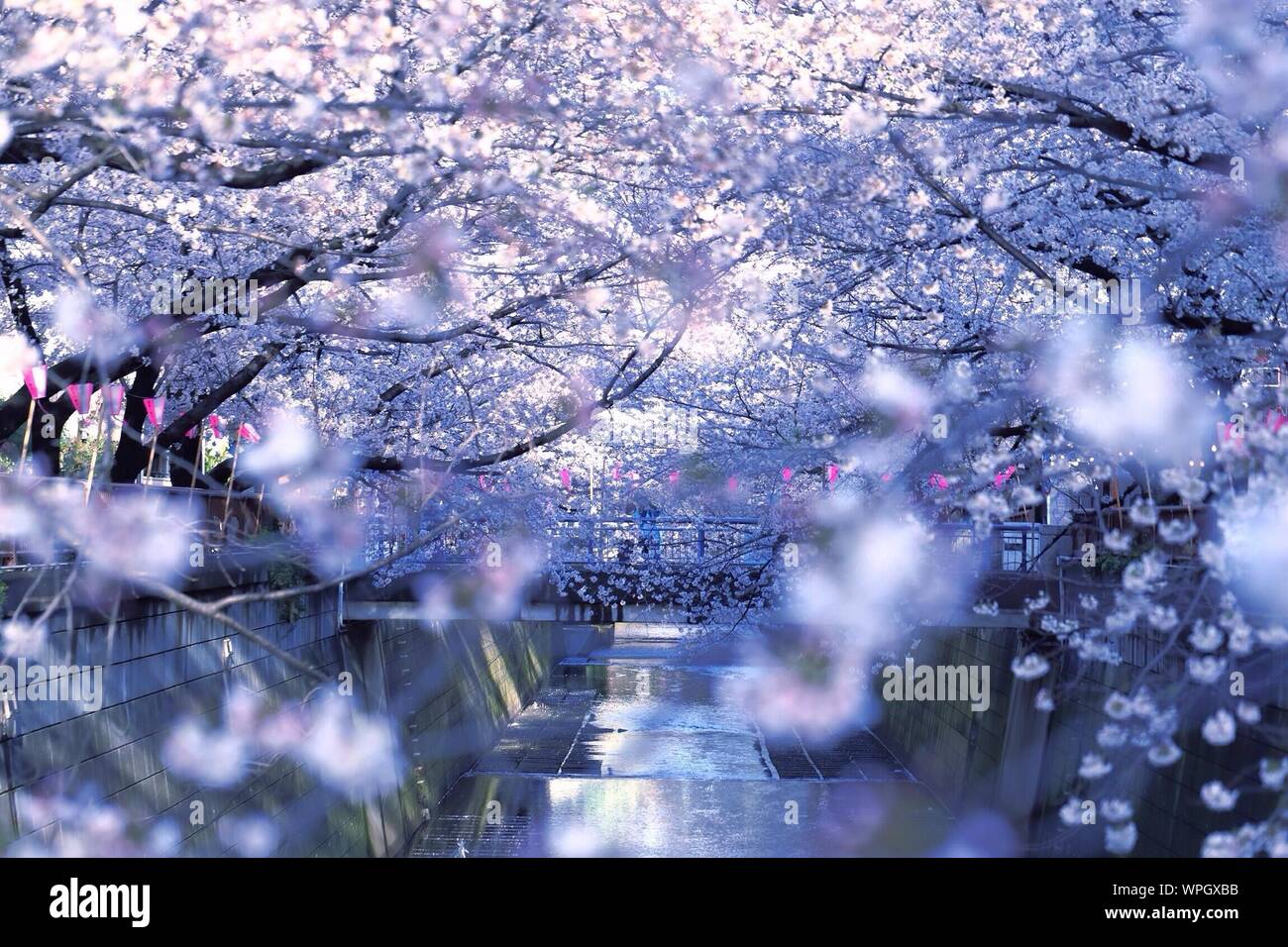 Winter Cherry Tree High Resolution Stock Photography And Images Alamy