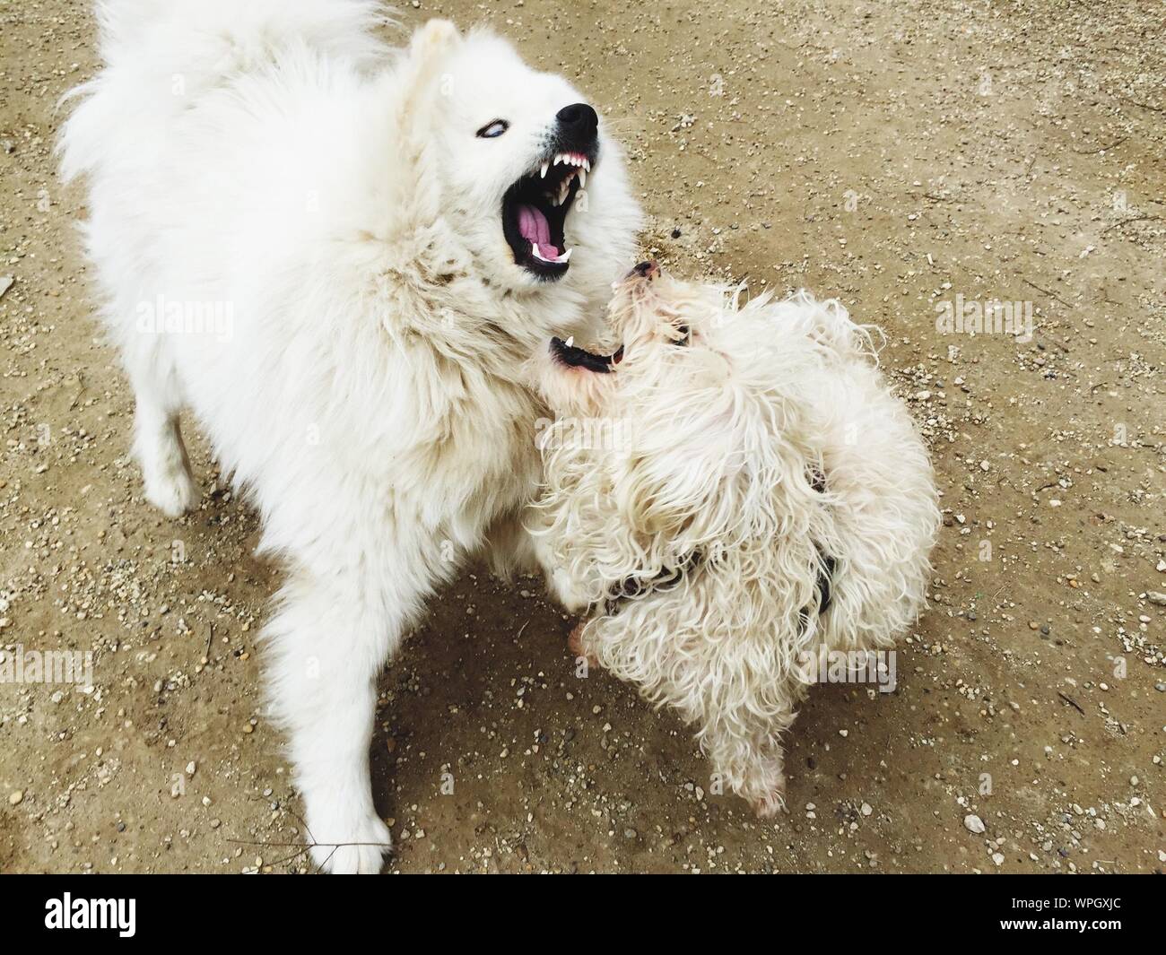 Two dogs barking each other High Resolution Stock Photography and