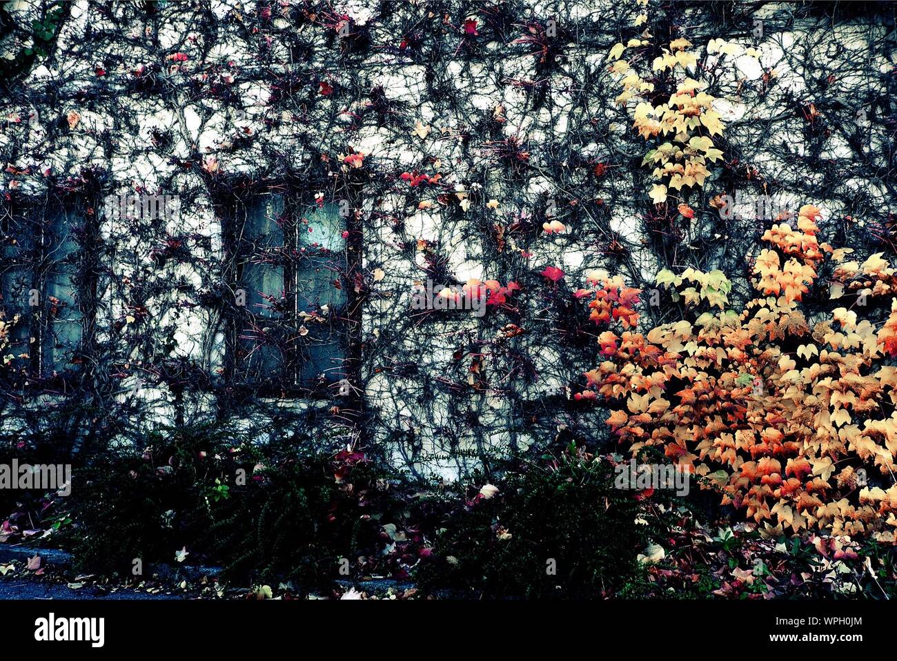 Overgrown house plants hi-res stock photography and images - Alamy