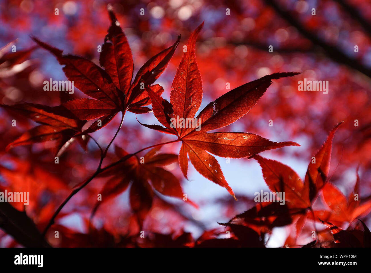 Red maple hi-res stock photography and images - Alamy