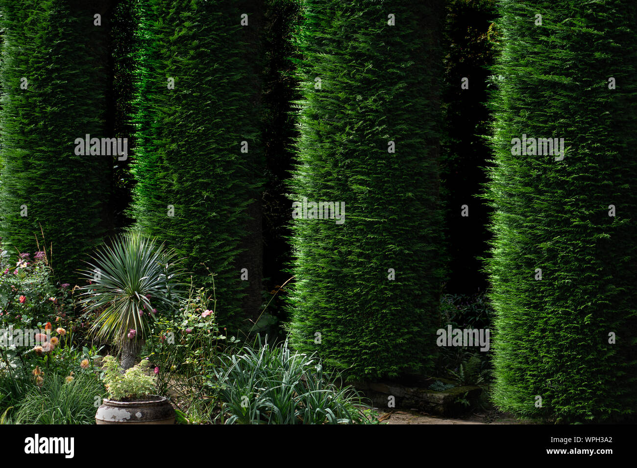 Tall hedge hi-res stock photography and images - Alamy