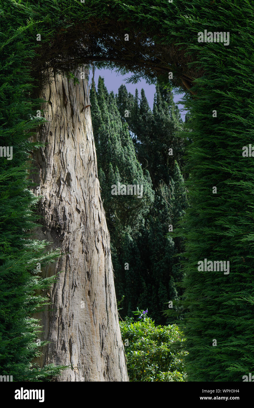 Hedged Opening View through opening of a tall hedge row Stock Photo - Alamy