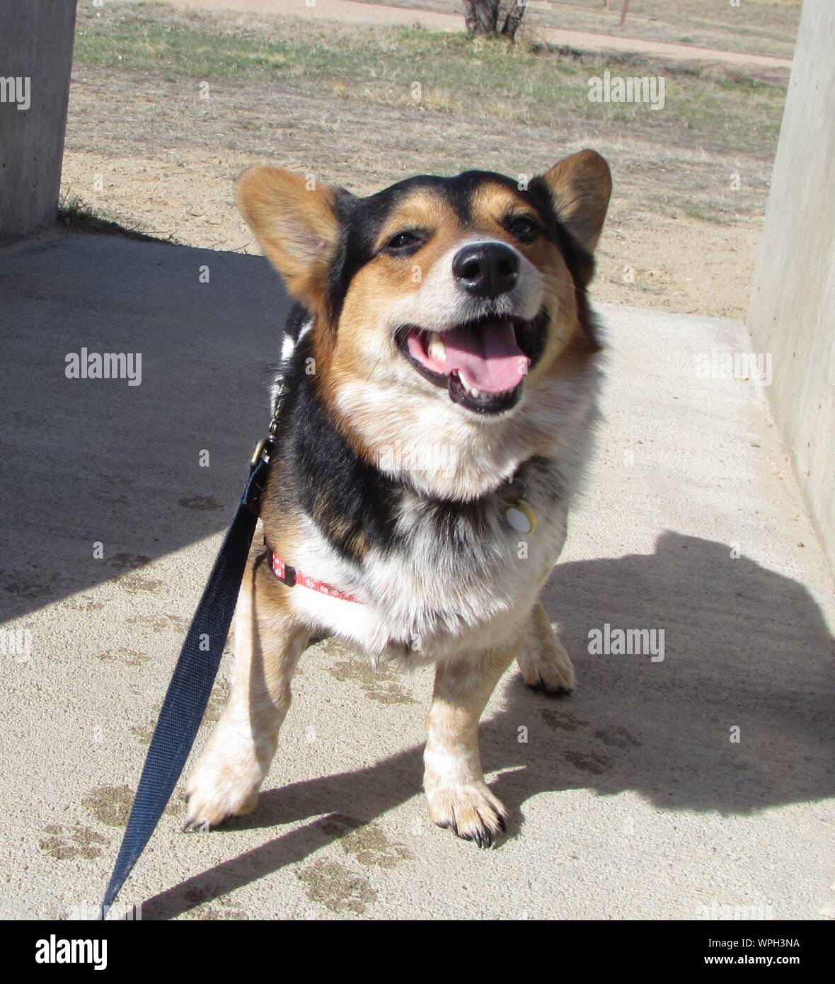 Welsh leash hires stock photography and images Alamy