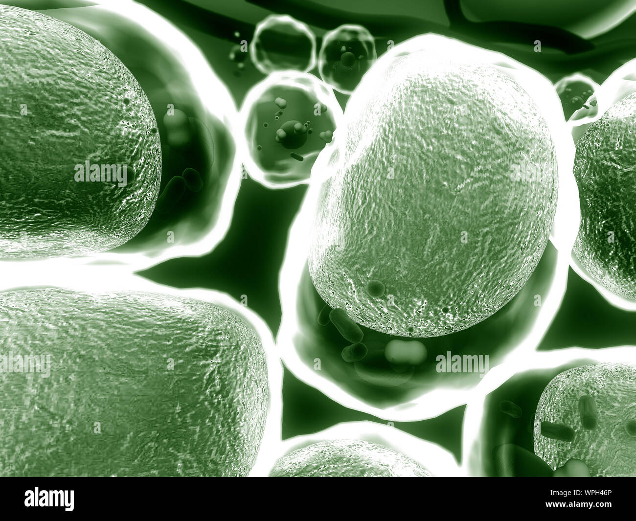 group of living cells under microscope, High quality 3d render of cells