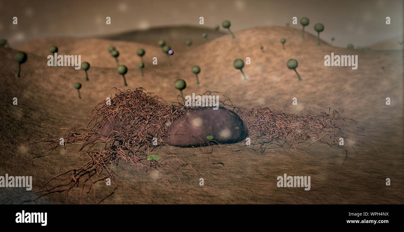 colony of fungi, landscape of micro world, fly around colony of fungi
