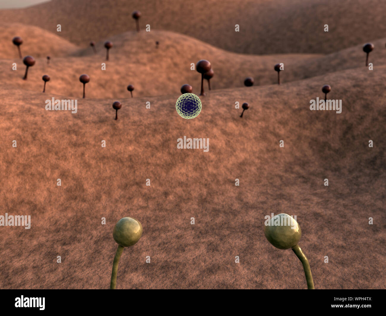 fungus, fungus on the leather surface, landscape of microworld, reproduction of fungi, fungus growing Stock Photo - Alamy fungus, fungus on the leather surface, landscape of microworld, reproduction of fungi, fungus growing Stock Photo - Alamy