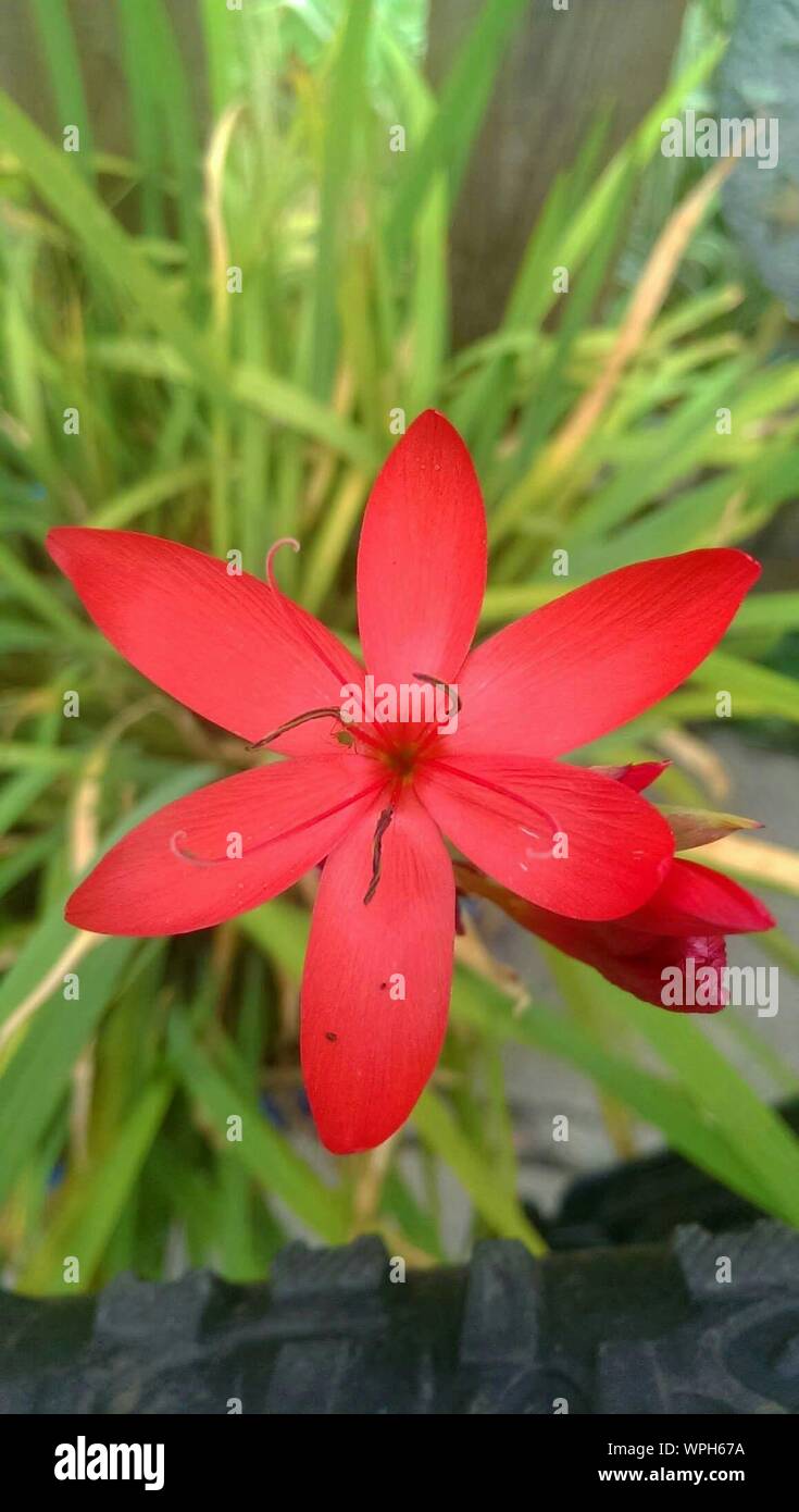 Close-up Of Red Kaffir Lily Stock Photo