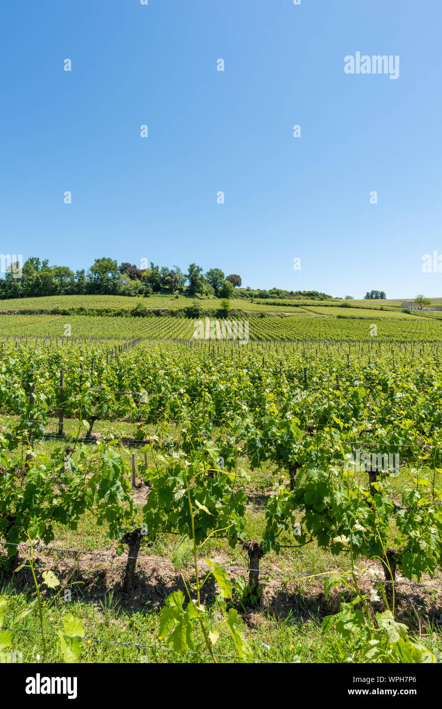 Saint-Emilion (Gironde, France), vineyards of the village Stock Photo