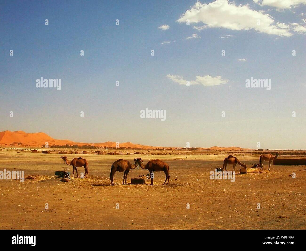 Camels in the sahara desert High Resolution Stock Photography and ...