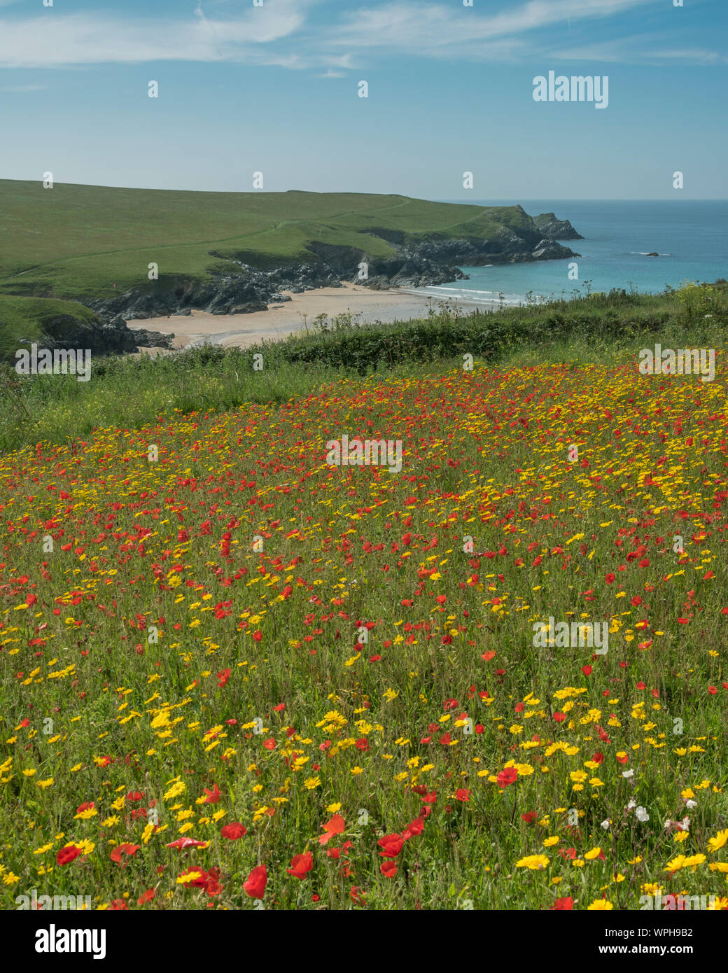 Poppies in the wildflower meadows of West Pentire, Cornwall Stock Photo