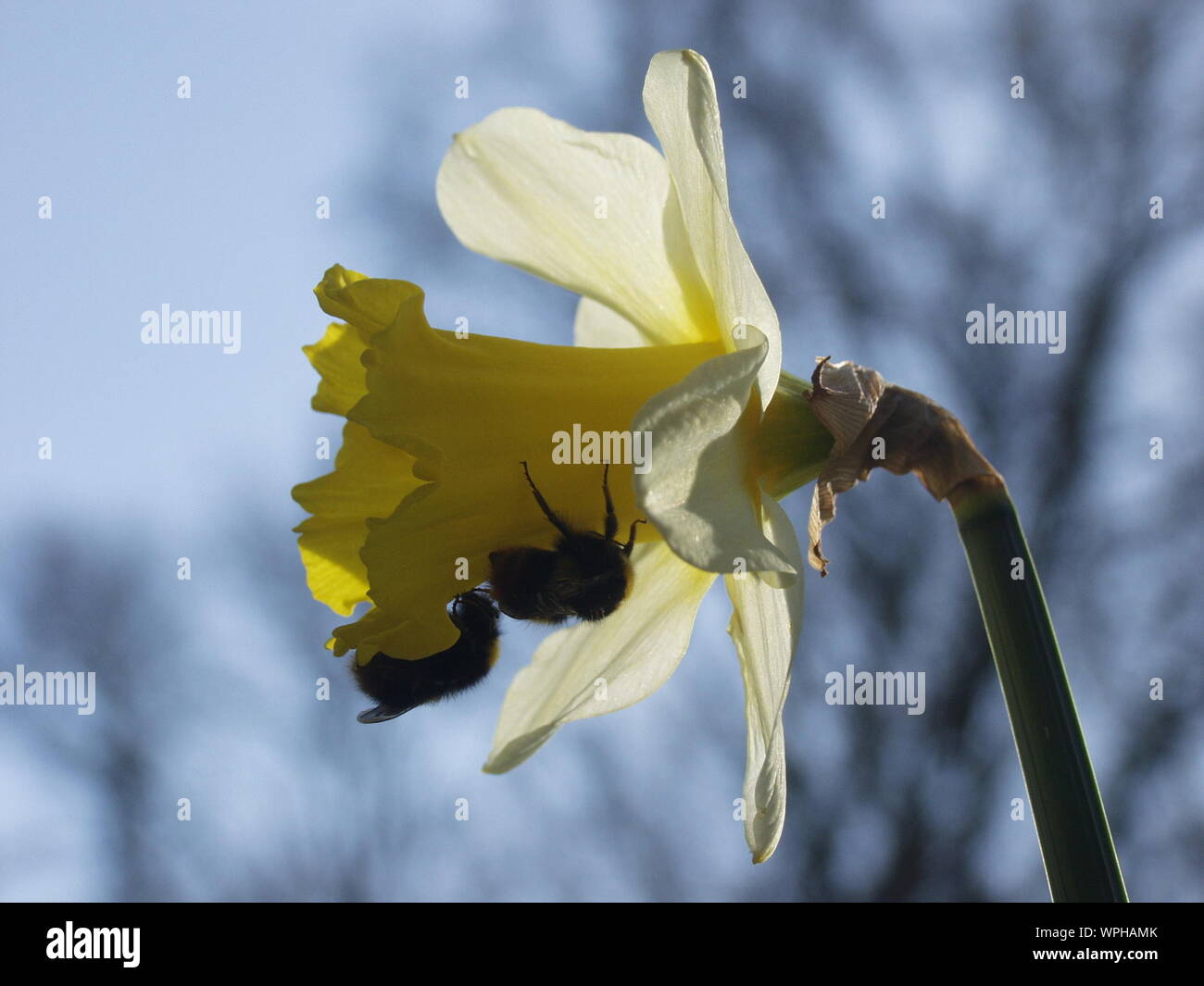 Insect and daffodil hires stock photography and images Alamy
