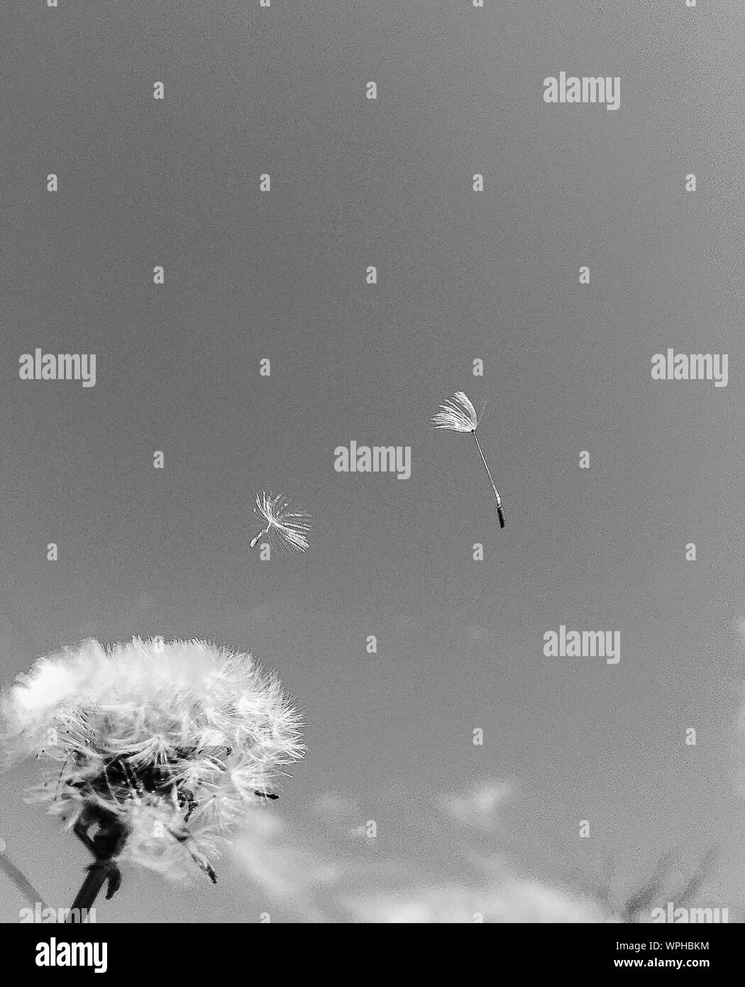 White flying seeds hi-res stock photography and images - Alamy