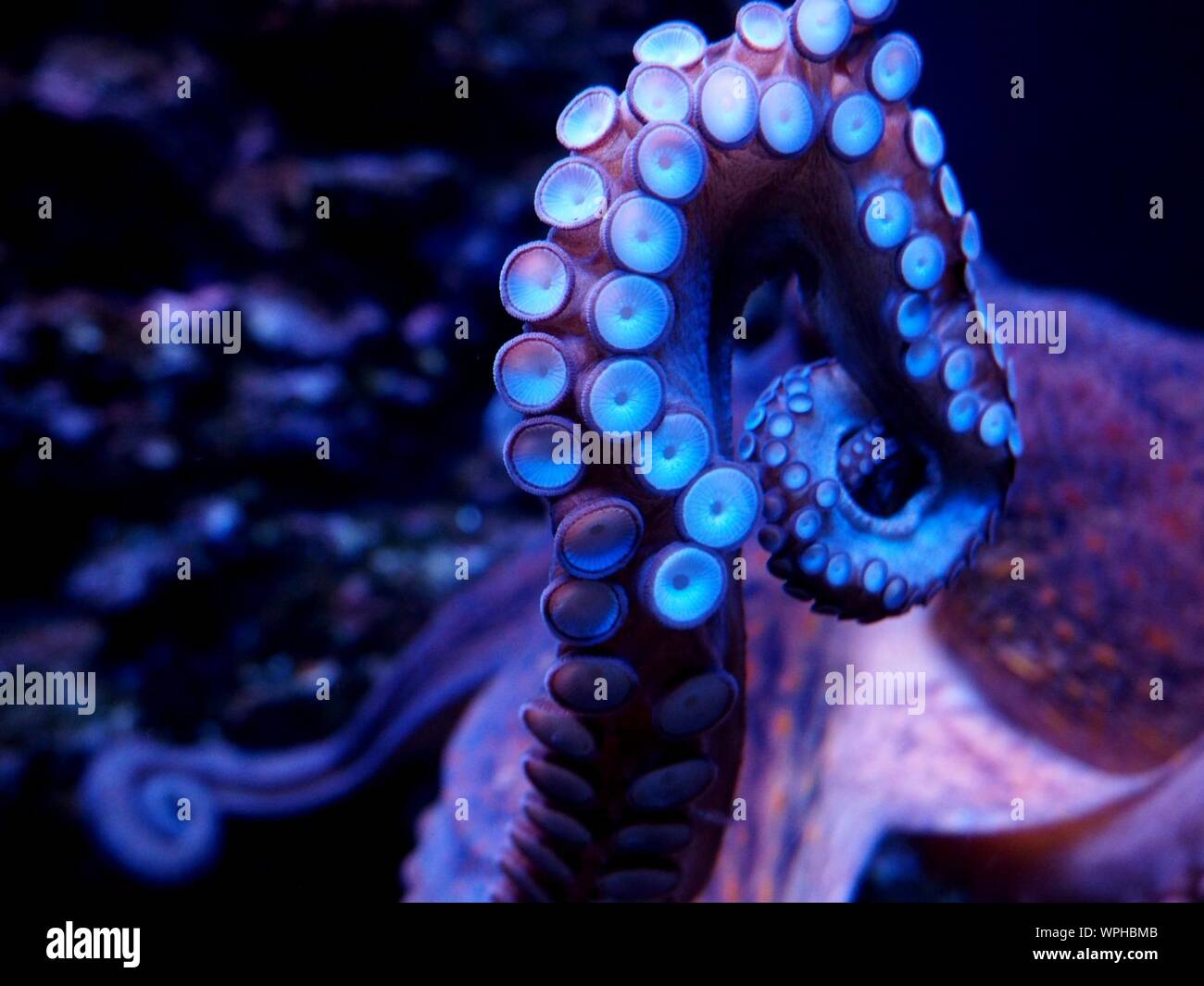 Close-up Tentacle Of Octopus In Sea Stock Photo