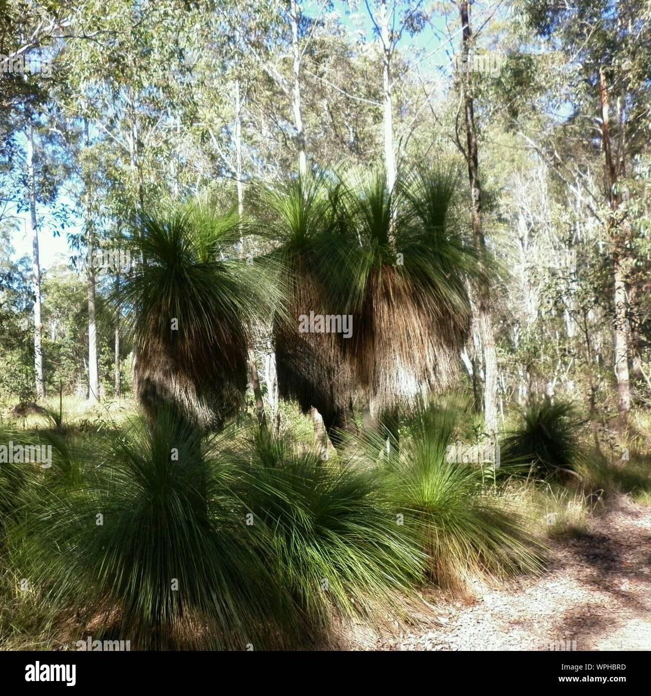 Grass Trees In Forest Stock Photo