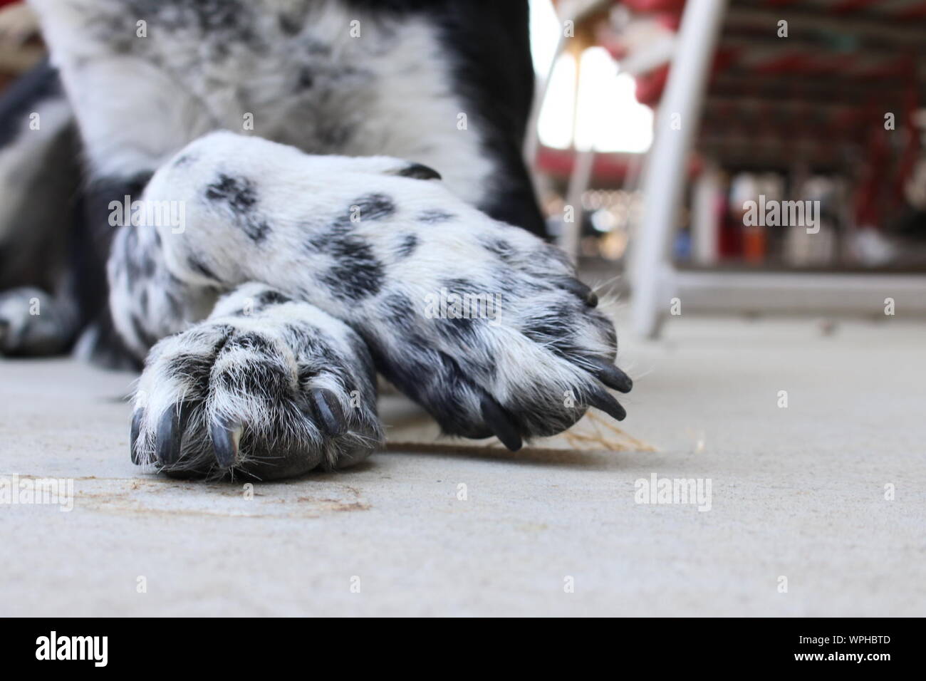 Dog paws up hires stock photography and images Alamy