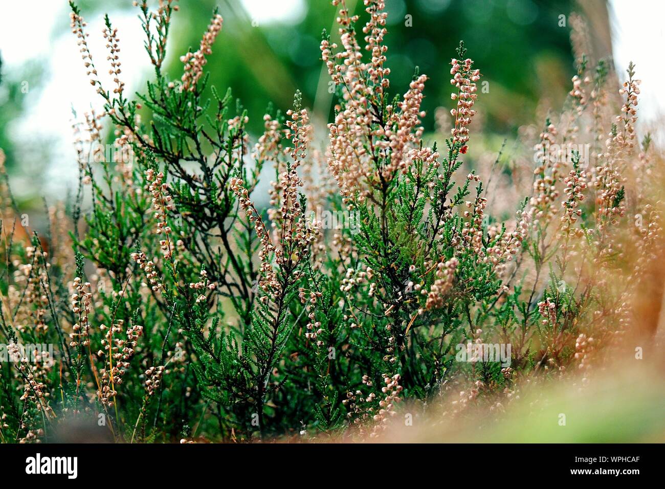Heather Flowers Blooming Outdoors Stock Photo