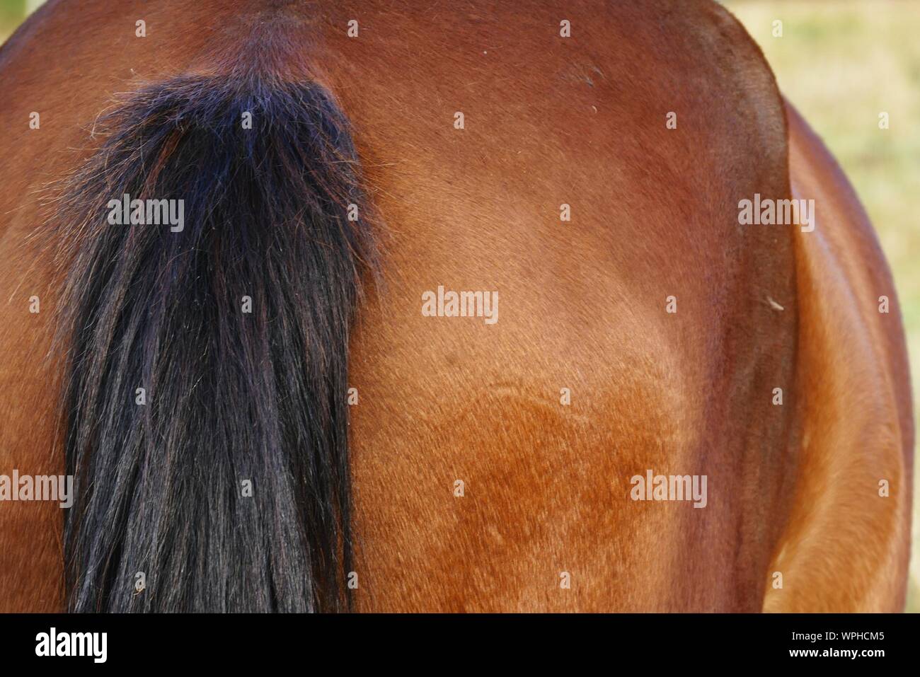Horse Hair Tail High Resolution Stock Photography and Images Alamy
