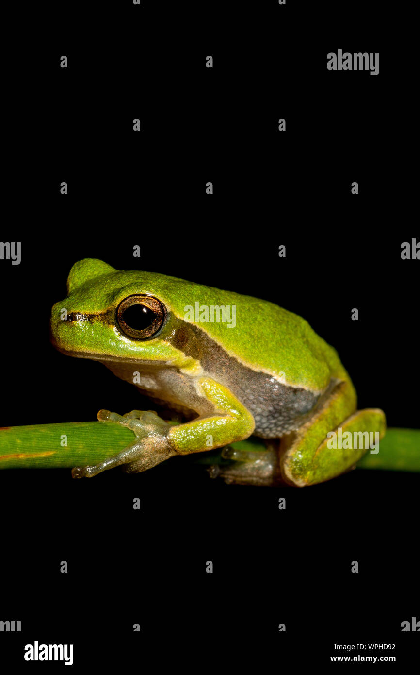 Bright green Sardinian / Tyrrhenian tree frog (Hyla sarda) at night in Sardegna / Sardinia with a plain black background Stock Photo