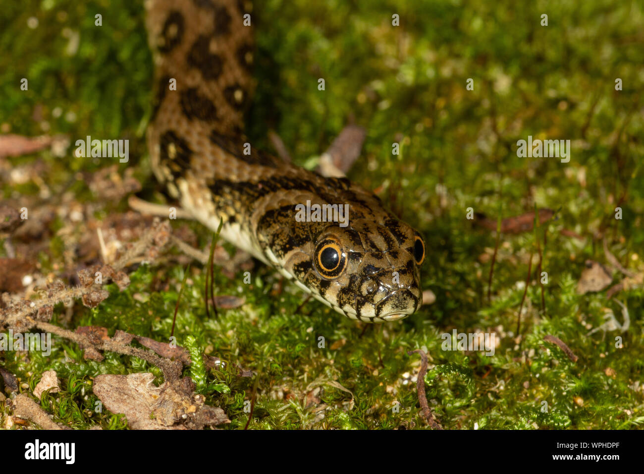 Head of a Western Whip Snake (Coluber viridiflavus) on green moss / grass in Sardinia / Sardegna, Italy Stock Photo