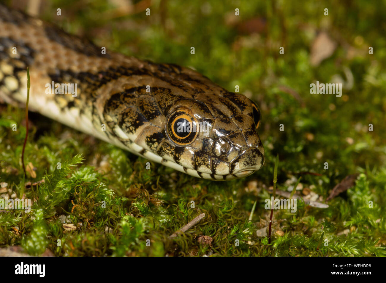 Head of a Western Whip Snake (Coluber viridiflavus) on green moss / grass in Sardinia / Sardegna, Italy Stock Photo