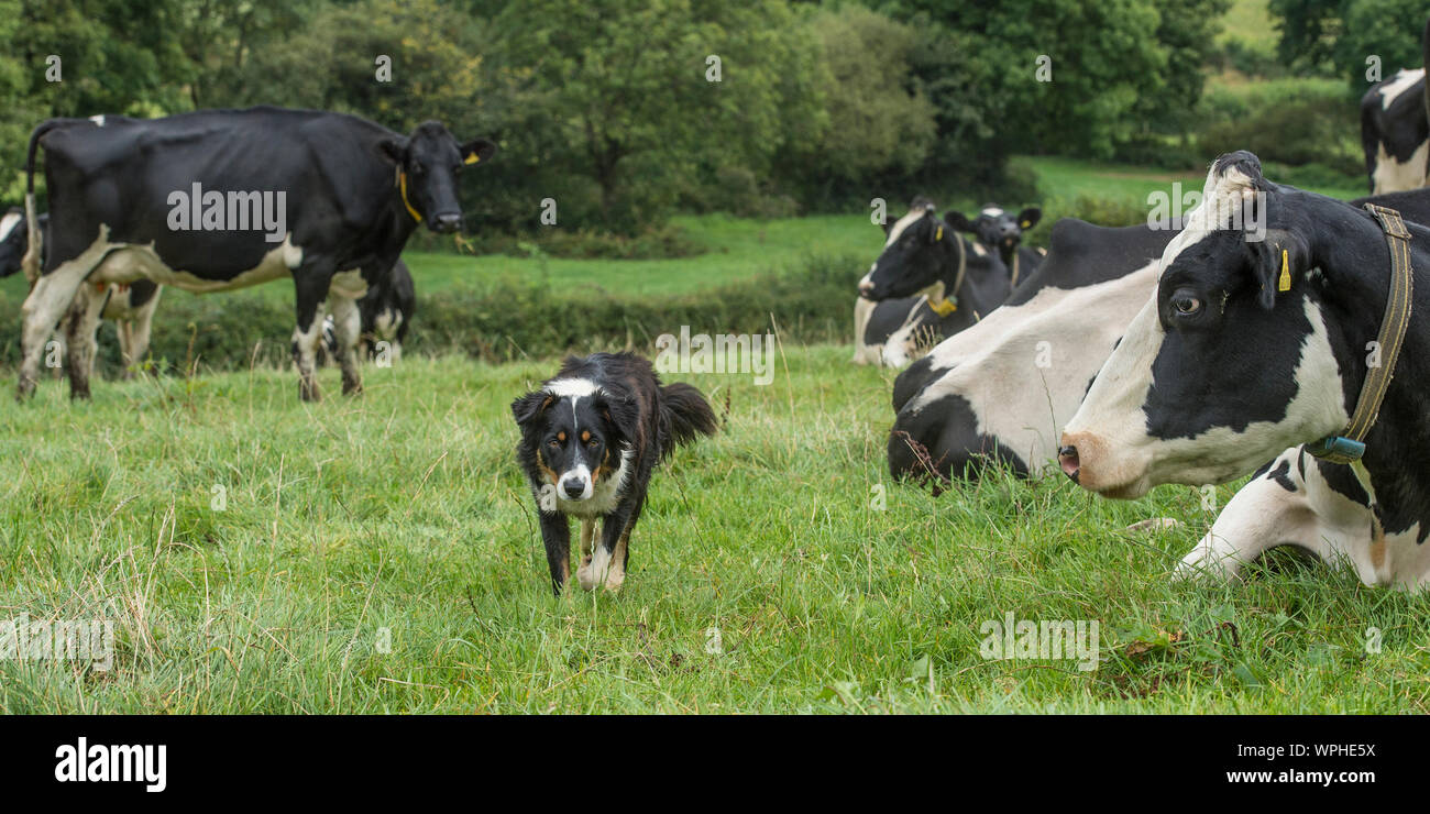 border collie walking through dairy cows Stock Photo