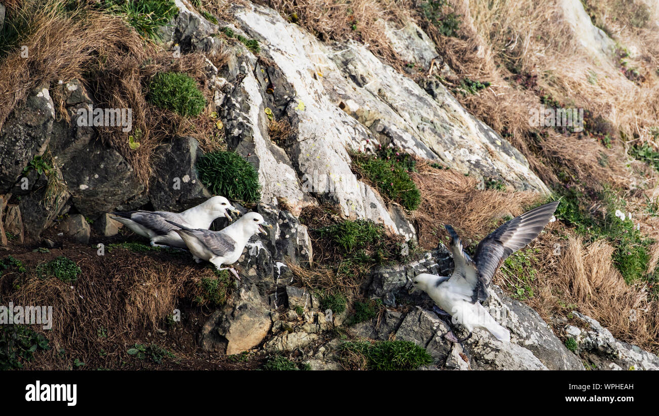 Pair of Fulmars (Fulmarus glacialis)  protecting their place by shouting to stranger at wind shaded side of the sea cliff on a grassy patch. Bray Head Stock Photo