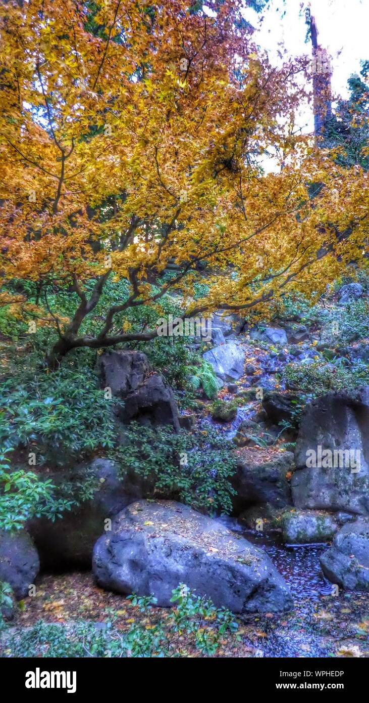 Stream Flowing Through Rocks Stock Photo Alamy   Stream Flowing Through Rocks WPHEDP 