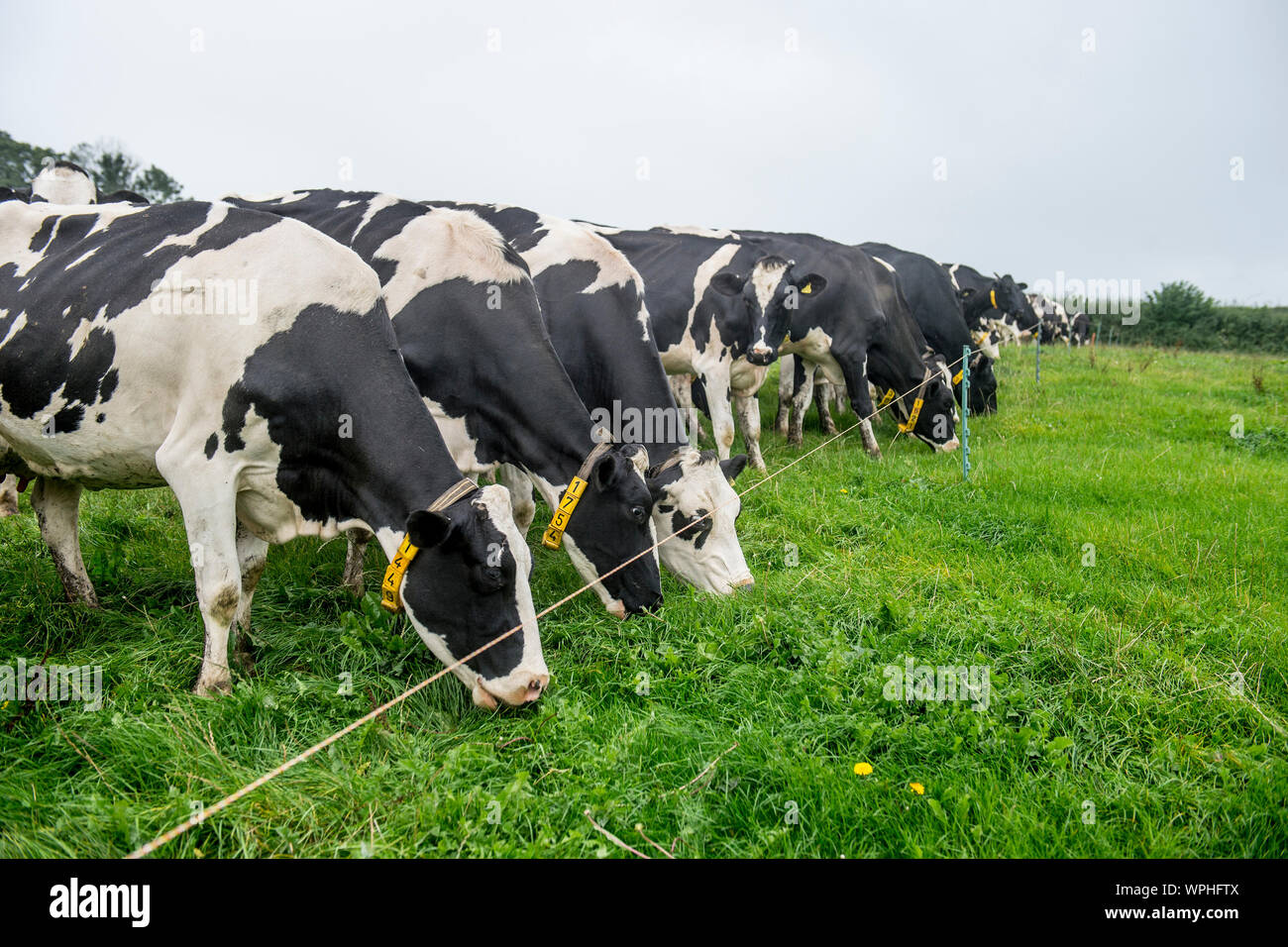 holstein dairy cows eating grass Stock Photo