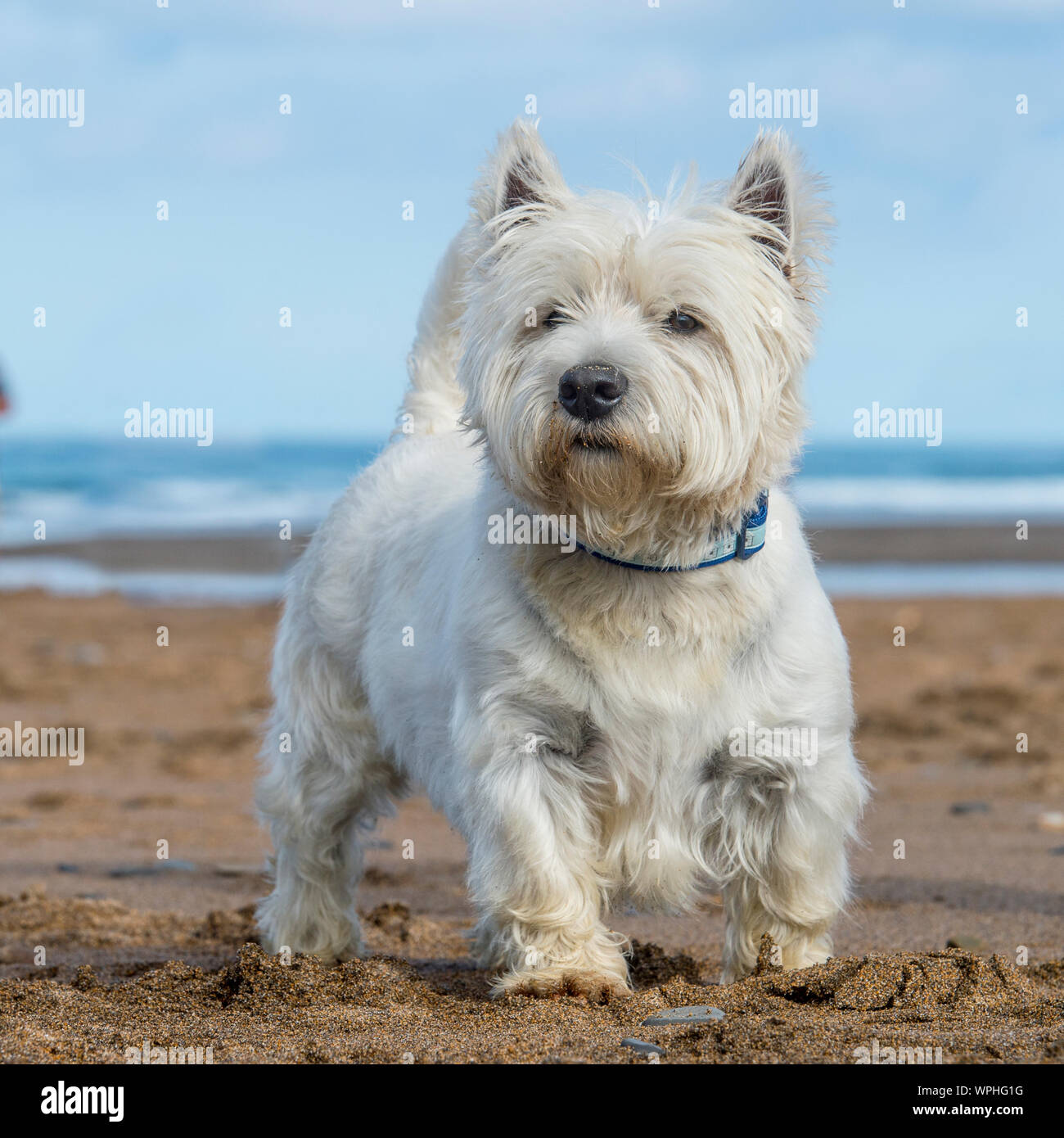 west highland white terrier Stock Photo