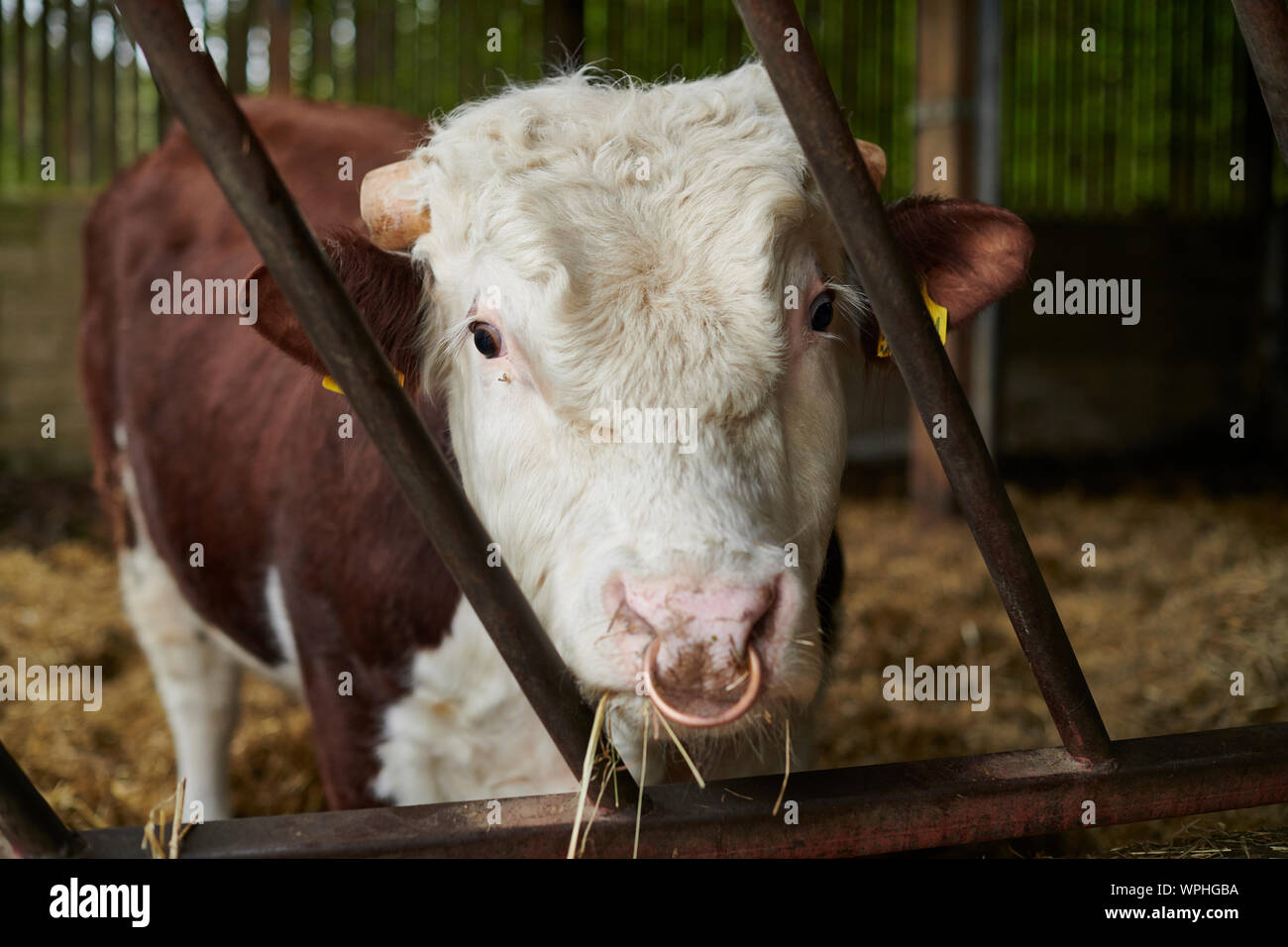 Hereford bull nose ring hi-res stock photography and images - Alamy