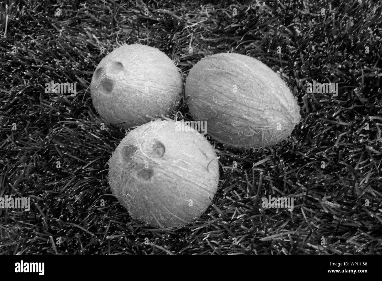 A black and white photo of  whole coconuts  on the  grass. Vegetarian and healthy food. Nutrition and diet background. Cosmetic industry. Stock Photo