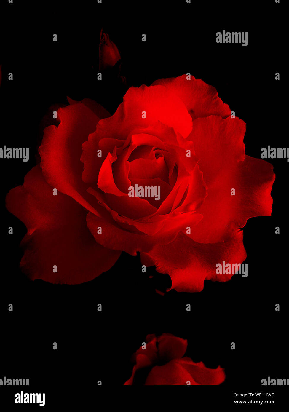 Red Roses On Black Background High Resolution Stock Photography And Images Alamy