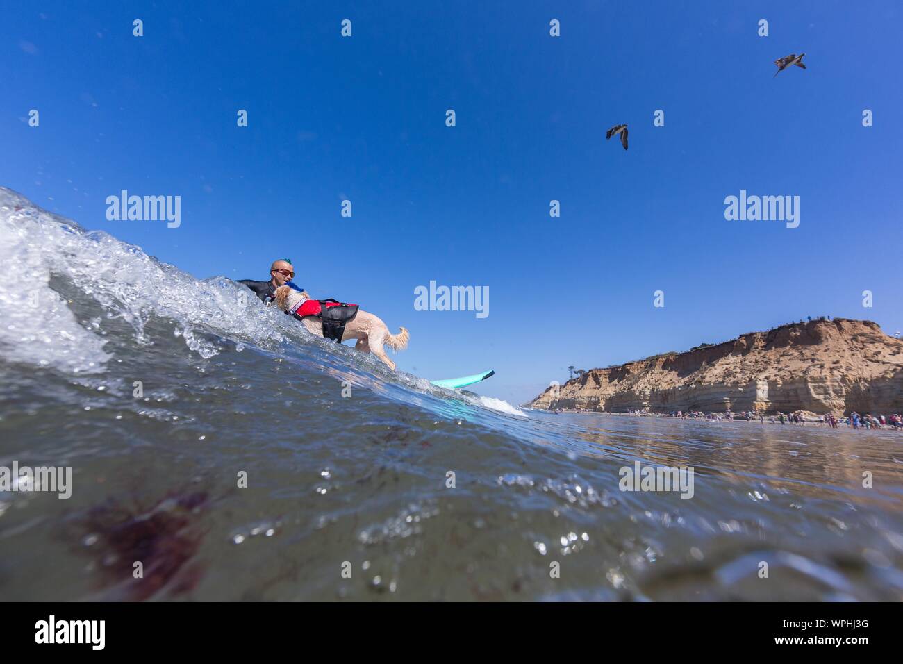 Delmar, CA, USA. 9th Sep, 2019. Everyone has a good time, when the dogs hit the beach in Delmar.The Surf Dog Surf-A-Thon fundraiser in Del Mar helps Helen Woodward Animal Center raise funds for the orphan pets.The Surf Dog Surf-A-Thon takes place every September, at Del MarÃs Dog Beach, located in San Diego County, California. Seen here: Kentucky, and Derby Credit: Daren Fentiman/ZUMA Wire/Alamy Live News Stock Photo