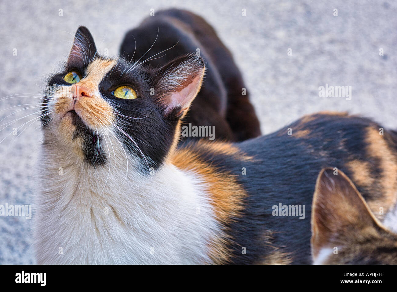 Closeup photo of three color stray cat, beautiful female kitty Stock