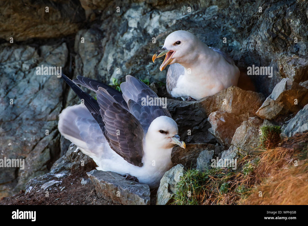 Pair of Fulmars (Fulmarus glacialis)  on their nest between rocks in wind shaded spot at exposed sea cliffs and appeared to shout at each other. Bray Stock Photo
