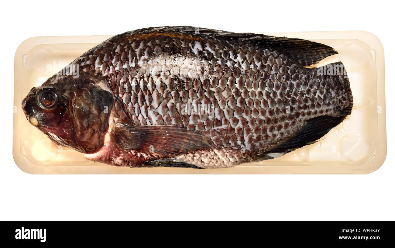 Black Tilapia fish bought from a British supermarket Stock Photo